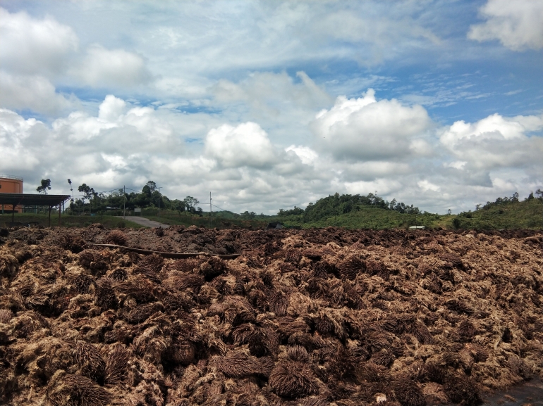 Tandan Kosong Kelapa Sawit Harus Dimanfaatkan dengan Baik - Kompasiana.com