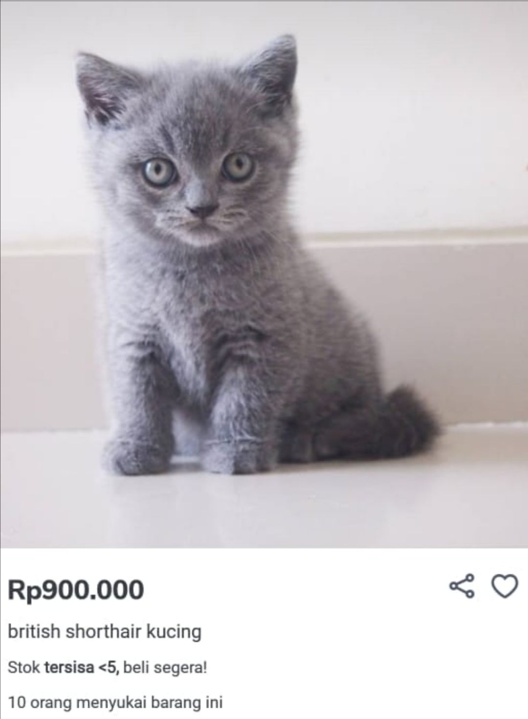 British shorthair 2024 kitten harga