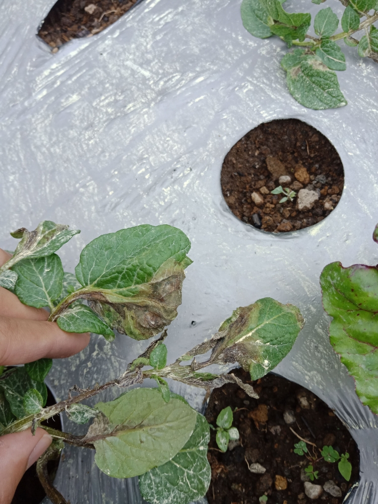 Penyakit Fisiologis Akibat Pengaruh Musim Hujan terhadap  Penyakit Fisiologis Akibat Pengaruh Musim Hujan terhadap