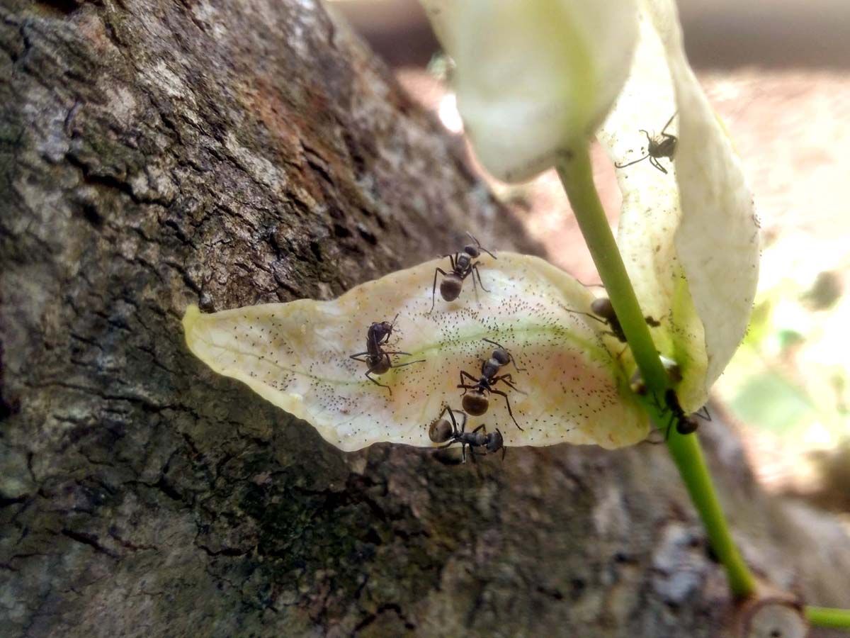 Pandemi adalah Peluang, Bukan Hambatan Bersilaturahmi