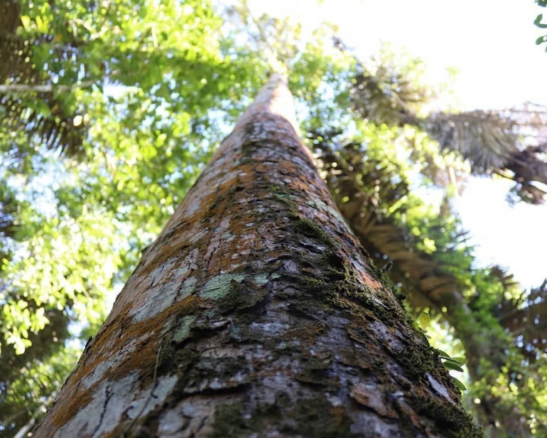 Mendulang Cuan dari Cempaka Wasian Halaman 1 Kompasiana com Mendulang Cuan dari Cempaka Wasian Halaman 1 Kompasiana com