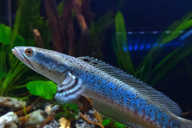 Beli Ikan Hias Online Aman Nggak, Ya? Berikut Tipsnya Halaman 1