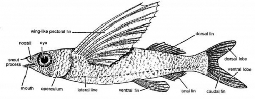 Ikan, Ikan Apa yang Bisa Terbang? Halaman 2 - Kompasiana.com