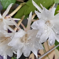 Bunga Wijaya Kusuma di Musim Hujan