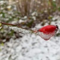 Salju Cinta pada Setangkai Mawar Merah