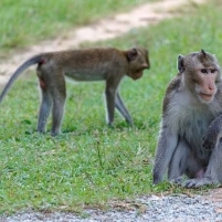 Dua Ekor Monyet Bersembunyi di Gedung DPR
