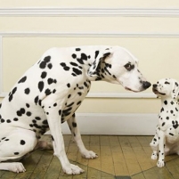 Mengenal Keunikan Anjing Dalmatian