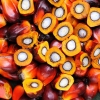 Polemik Kenaikan Harga Minyak Goreng, padahal Indonsia Produsen Minyak Sawit Terbesar di Dunia
