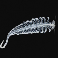 Mengenal Biota Laut: Cacing Laut (Tomopteris helgolandica)