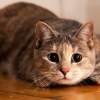 Fakta Unik Seputar Kucing (Felis Catus)