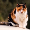 Fakta Menarik dari Kucing Calico dan Kucing Oren
