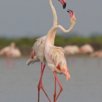 Dansa Sepasang Flamingo