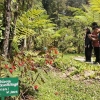 Kebun Raya Cibodas sebagai Ecomuseum