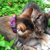 Dua Kucing Menunggu Mendung