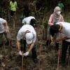 5 Manfaat Hutan Mangrove untuk Kehidupan Manusia
