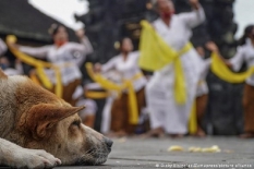 Fenomena Anjing Terlantar di Bali