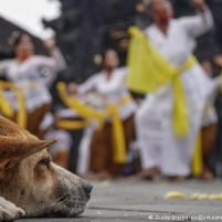 Fenomena Anjing Terlantar di Bali