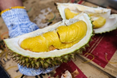 Musim Durian Membawa Berkah bagi Pedagang Durian di Maluku Utara
