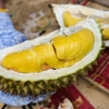 Musim Durian Membawa Berkah bagi Pedagang Durian di Maluku Utara