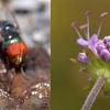 Mata Lebah atau Mata Lalat; Bagaimanakah Cara Kita Memandang Hidup?