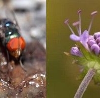Mata Lebah atau Mata Lalat; Bagaimanakah Cara Kita Memandang Hidup?