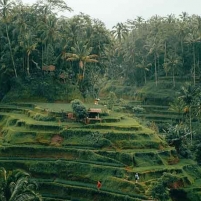 Pesona Sawah Terasering Tegalalang Ubud Bali