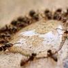 Ketika Semut-Semut Berebut Sisa Minyak Goreng
