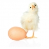 Duluan Ayam atau Telur?