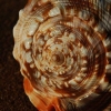 Awal Mula Penciptaan Makhluk dalam Penjelasan Rasio Emas Fibonacci