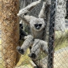 Sensasi Alam Liar dengan Nuansa California di Lembang Park Zoo