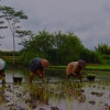 Kisah Seorang Petani Perempuan, yang Menjadi Inspirasi Banyak Orang