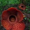 Fakta Unik Bunga Rafflesia Arnoldi