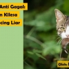 Tips Diet Anti Gagal: Hilangkan Kilesa dari si Kucing Liar