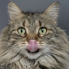 Yuk Mengenal Kucing Persia, Salah Satu Ras Kucing Terpopuler