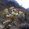 Budidaya Bunga Edelweis Si Bunga Abadi di Wisata Gunung Bromo
