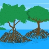 Simbiosis antara Ekosistem Mangrove dan Terumbu Karang