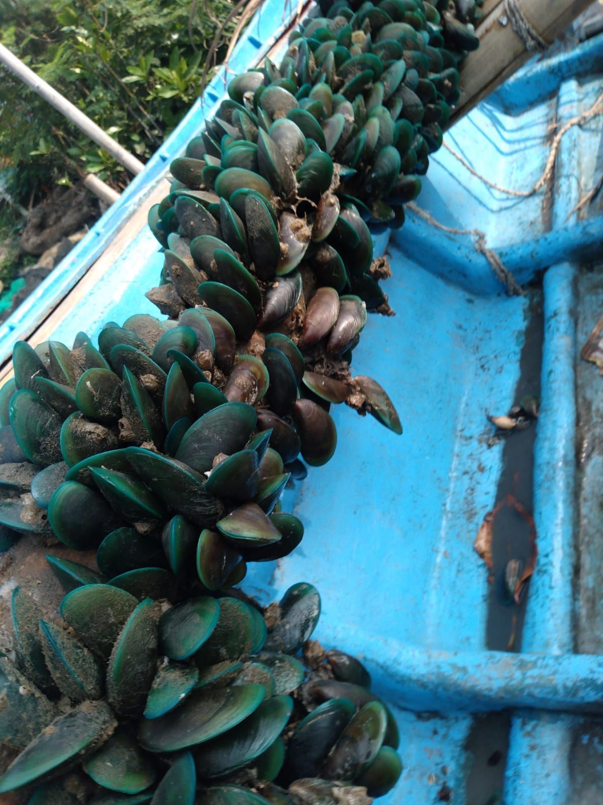 Ngabuburit Sambil Berburu Kerang Hijau di Pulau Hantu