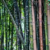 Filsafat Pohon Bambu