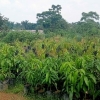 Agrobisnis Budidaya, Penanaman Pohon Durian Menjadi Wisata Kuliner Buah