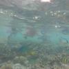 Menikmati Keindahan Bawah Air di Pulau Asok