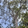 Pohon Kepoh: Melampaui Mitos, Mengungkap Manfaat untuk Kehidupan