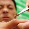 Mengenal Apipunktur dan Apiterapi, Terapi Sengat Lebah
