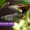 Budidaya Ikan Hias