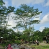Ledok Sambi Ecopark: Wisata nan Asri, Masih Daerah Sleman lagi!