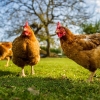 Domestikasi Ayam yang Mengubah Sejarah Manusia