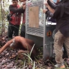 Pelepasliaran Orangutan Kumbang di Kawasan Hutan Lindung Sungai Paduan