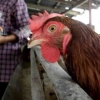 Di Thailand Ayam pun Dicekokin Ganja