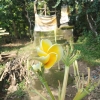 Bunga Kamboja dengan Limpahnya Manfaat