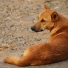 Marak Pencurian Anjing di Kupang, Ada Efek bagi Pemakan Daging Anjing?
