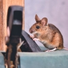 Teknologi Kloning Terbaru, Menghidupkan Kembali Tikus dari Sel Kulit Kering